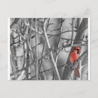 Kardinal in einem Baum Postkarte