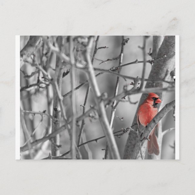 Kardinal in einem Baum Postkarte (Vorderseite)