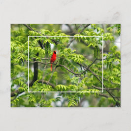Kardinal in einem Honey Locust Tree Postkarte