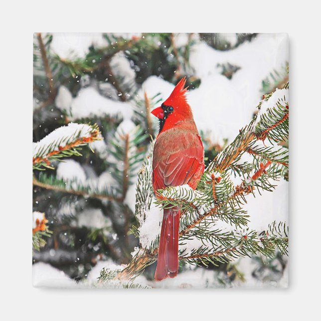 Kardinal in einem Kiefernbaum Magnet (Vorne)