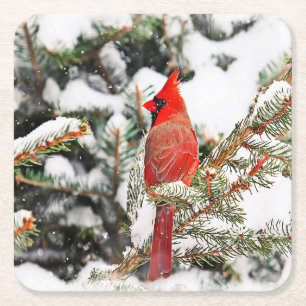 Kardinal in einem Kiefernbaum Rechteckiger Pappuntersetzer