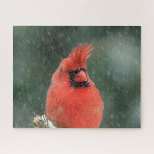 Kardinal in einem Kiefernbaum während eines Schnee