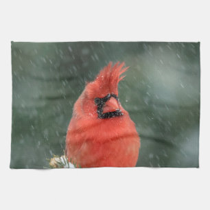 Kardinal in einem Kiefernbaum während eines Schnee Handtuch