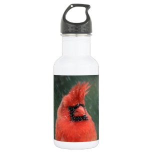 Kardinal in einem Kiefernbaum während eines Schnee Trinkflasche