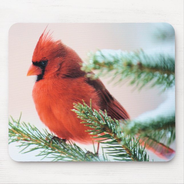 Kardinal in Schnee abgewischter Tanne Mousepad (Vorne)