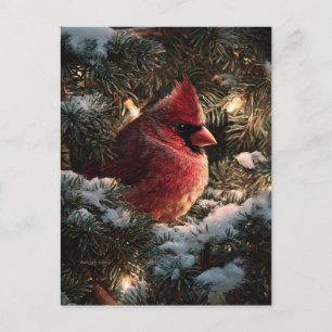 Kardinal in schneebedeckter Kiefer Postkarte