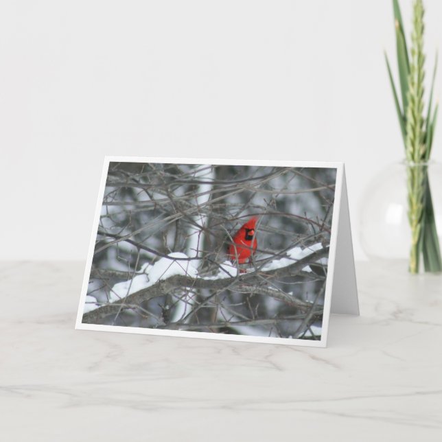 Kardinal in verschneiten Zweigen Karte (Vorderseite)