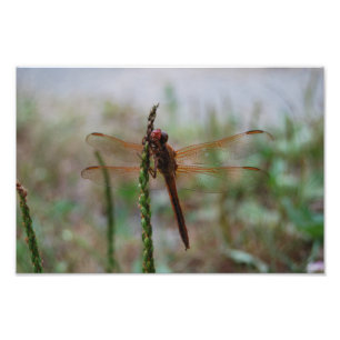 Kardinal Meadowhawk Libellendruck Fotodruck