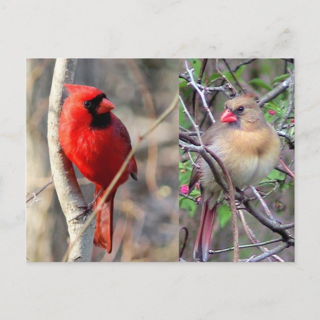 Kardinal Nature Postcard Postkarte (Vorderseite)