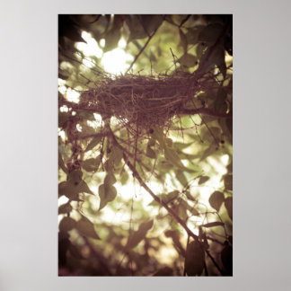Kardinal Nest Poster