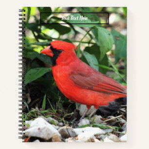 Kardinal Notizbuch