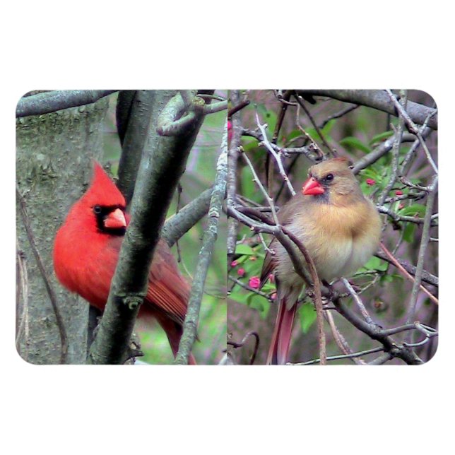 Kardinal Pair Flexble Magnet (Horizontal)