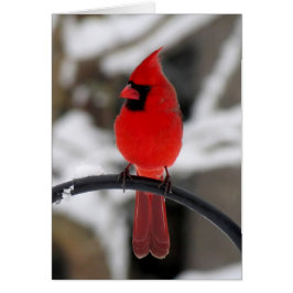 Kardinal Perching
