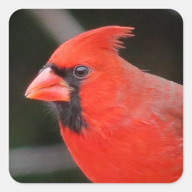 Kardinal Portrait - Bird Quadratischer Aufkleber (Vorderseite)
