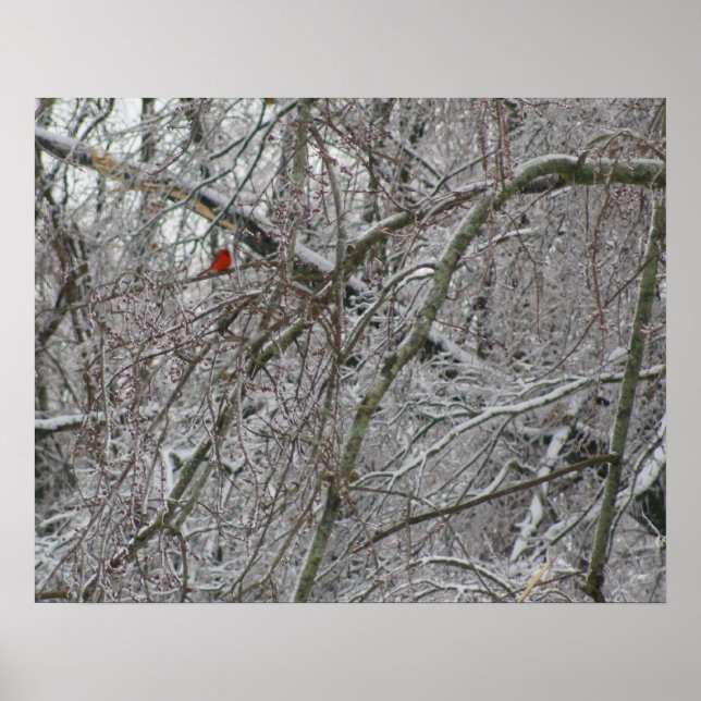 Kardinal Poster (Vorne)