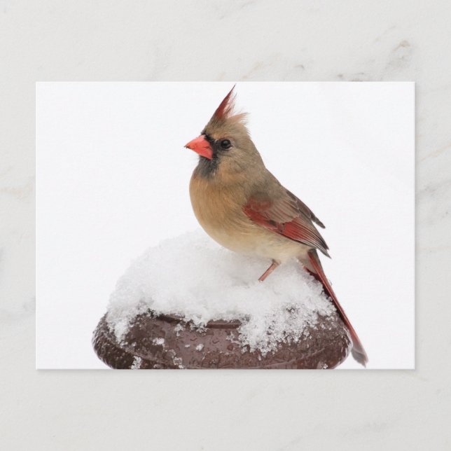Kardinal Postkarte (Vorderseite)