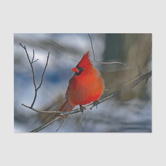 Kardinal Red Winter Foto Seidenpapier (Vorderseite)