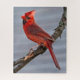 Kardinal - Roter Vogel - 16x20 - 520 Stk.