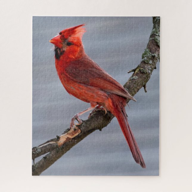 Kardinal - Roter Vogel - 16x20 - 520 Stk. (Vertikal)