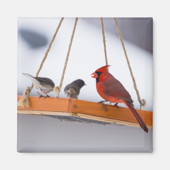 Kardinal und Juncos Magnet (Vorne)