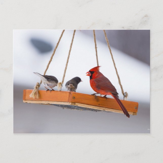 Kardinal und Juncos Postkarte (Vorderseite)
