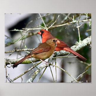 Kardinal Vögel Fotografie Wanddekoration Printwerb Poster