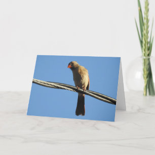Kardinal von Frauen auf einem Draht, Vogelfotograf Karte