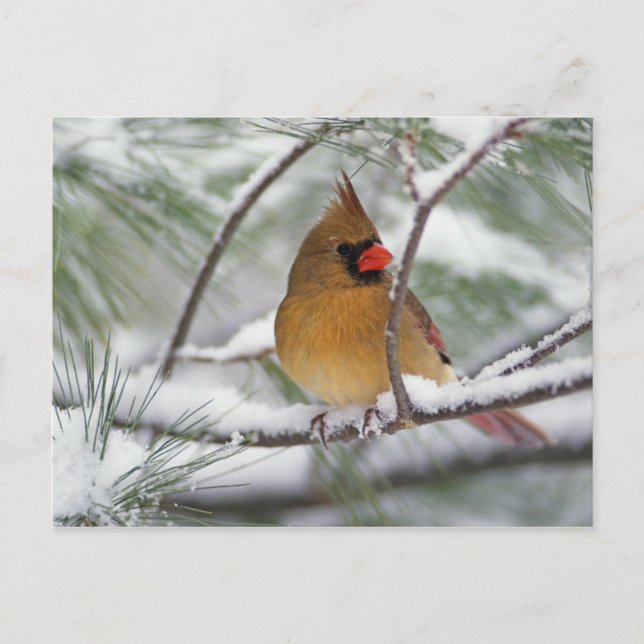 Kardinal von Frauen im Norden in Schneekiefern, Postkarte (Vorderseite)