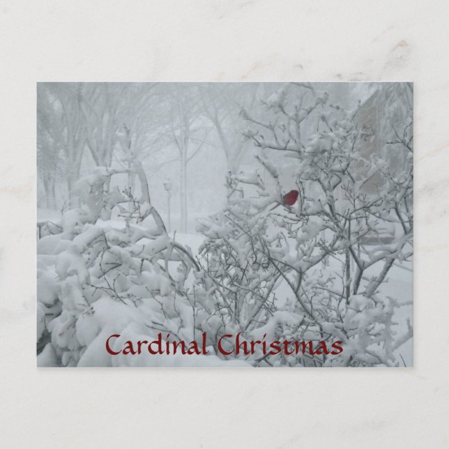Kardinal Weihnachten (Vorderseite)