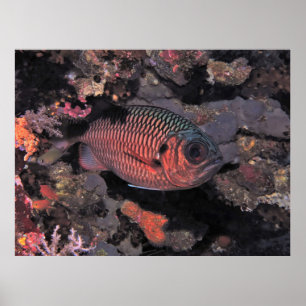 Kardinalfisch Poster