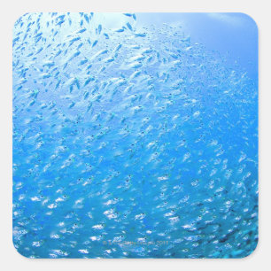 Kardinalfische schwimmen unter Wasser Quadratischer Aufkleber