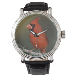 Kardinalkardinal, Cardinalis cardinalis, Männchen Armbanduhr