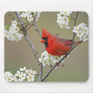 Kardinalkardinal Mousepad