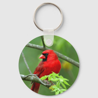 Kardinalkardinale auf dem Baum Schlüsselanhänger