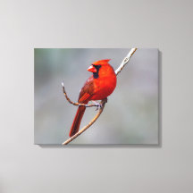 Kardinals-Leinwand-Druck