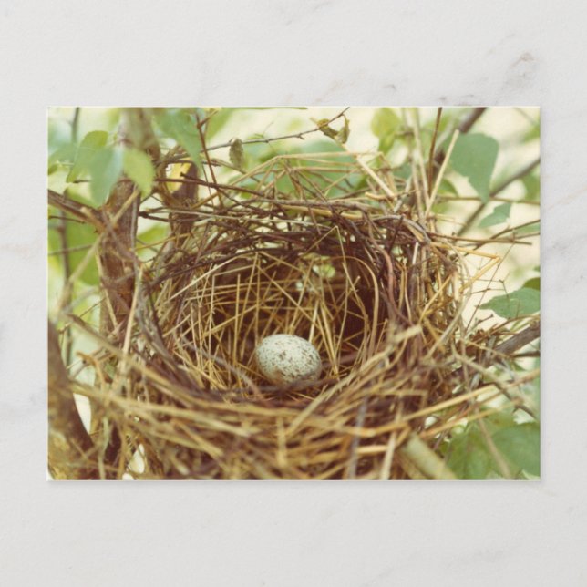 Kardinals Nest-Postkarte Postkarte (Vorderseite)