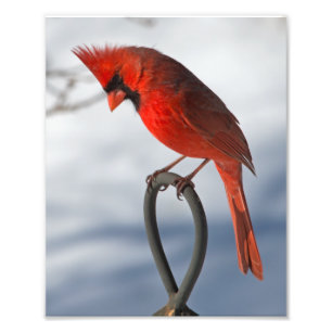 Kardinals-photographischer Druck