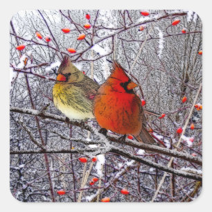 Kardinals-Weihnachtsaufkleber Quadratischer Aufkleber