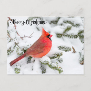 Kardinalvogel auf Schnee Frohe Weihnachten Postkarte