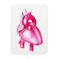 Kardiologie Pop Kunst: Anatomie des rosa menschlic