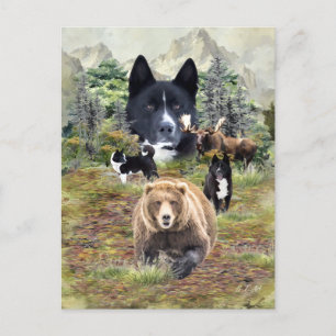 Karelian Bear Dog Postkarte