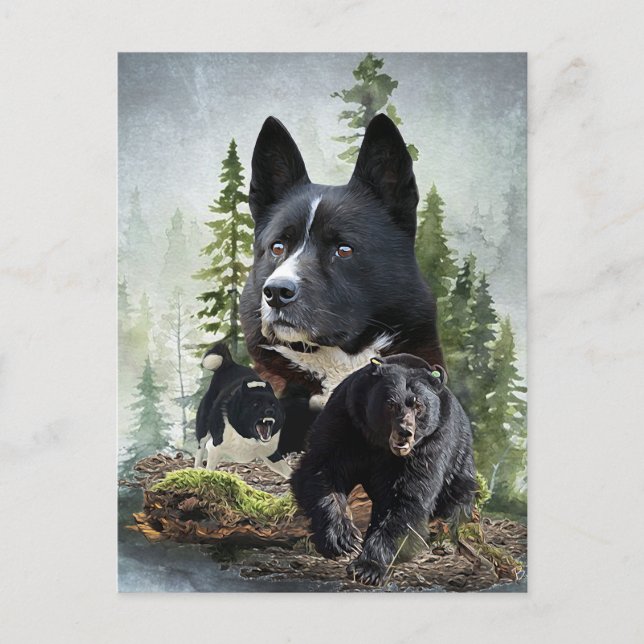 Karelian Bear Dog Postkarte (Vorderseite)