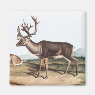 Karibik, American Rein Deer (Tarandus furcifer) Magnet