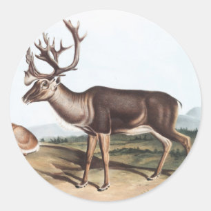 Karibik, American Rein Deer (Tarandus furcifer) Runder Aufkleber
