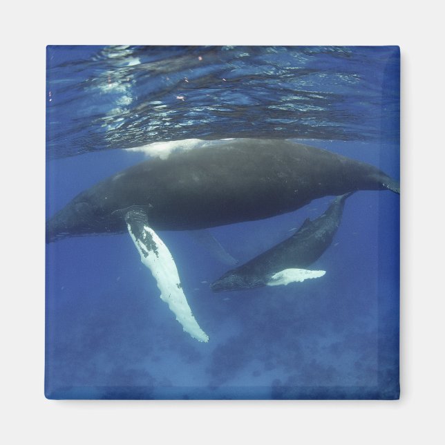 Karibik, Archipel der Großen Antillen, Magnet (Vorne)