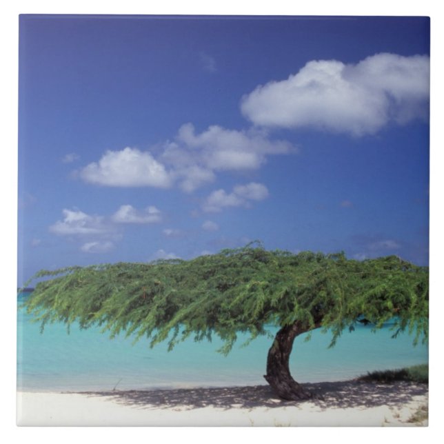 Karibik, Aruba. Adlerstrand Fliese (Vorderseite)