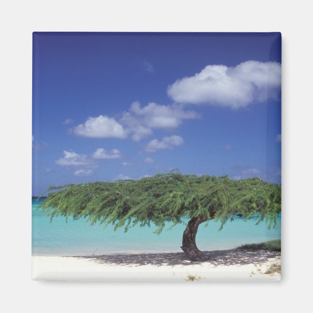 Karibik, Aruba. Eagle Beach Magnet (Vorne)