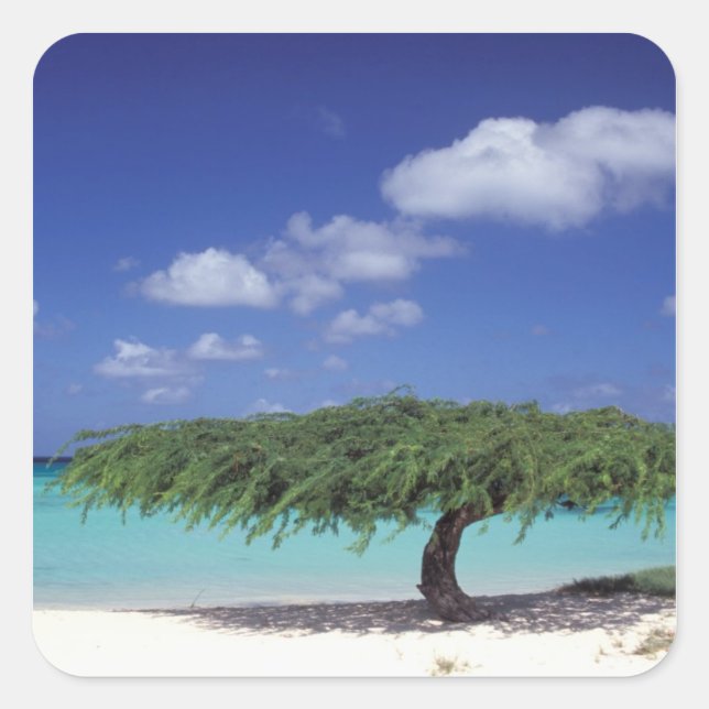 Karibik, Aruba. Eagle Beach Quadratischer Aufkleber (Vorderseite)