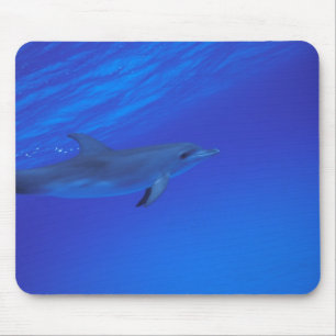 Karibik, Bahamas Tüpfeldelfin Mousepad