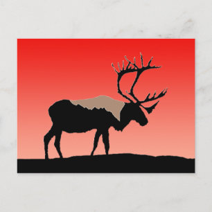 Karibik bei Sunset - Original Wildlife Art Postkarte